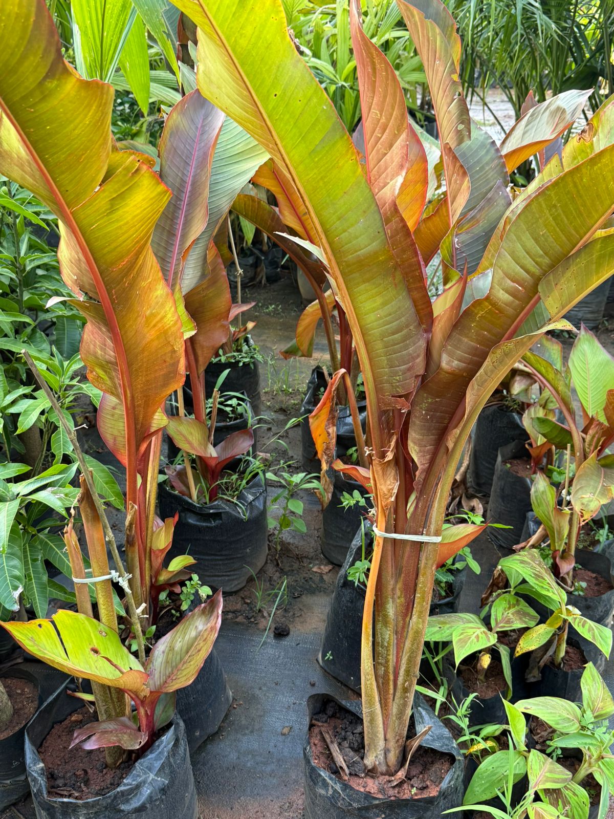 Abyssinian banana /'Maurelii' Rare Fruit Live Plant