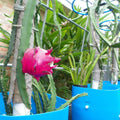Dragon Fruit Red Jaina (Deep Red Flesh) Sweet Variety Rooted Plant