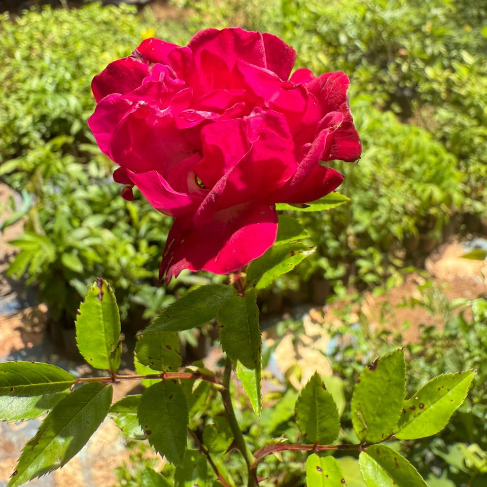Red Eden Creeper/Climber Rose Live Plant