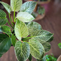 Philodendron 'Birkin' Indoor / Outdoor Live Plant