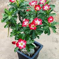 Adenium Red & White Variegated Desert Rose Live plant