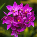 Spathoglottis plicata purple Ground Orchid