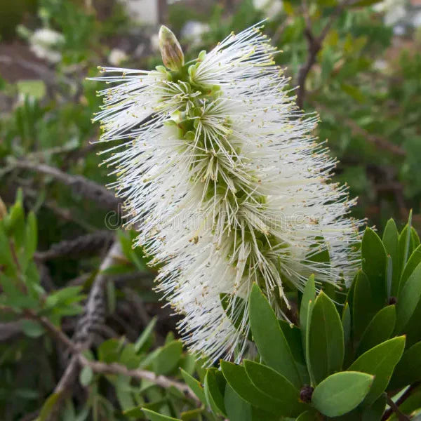 White Bottle Brush (Callistemon) All Time Flowering Live Plant