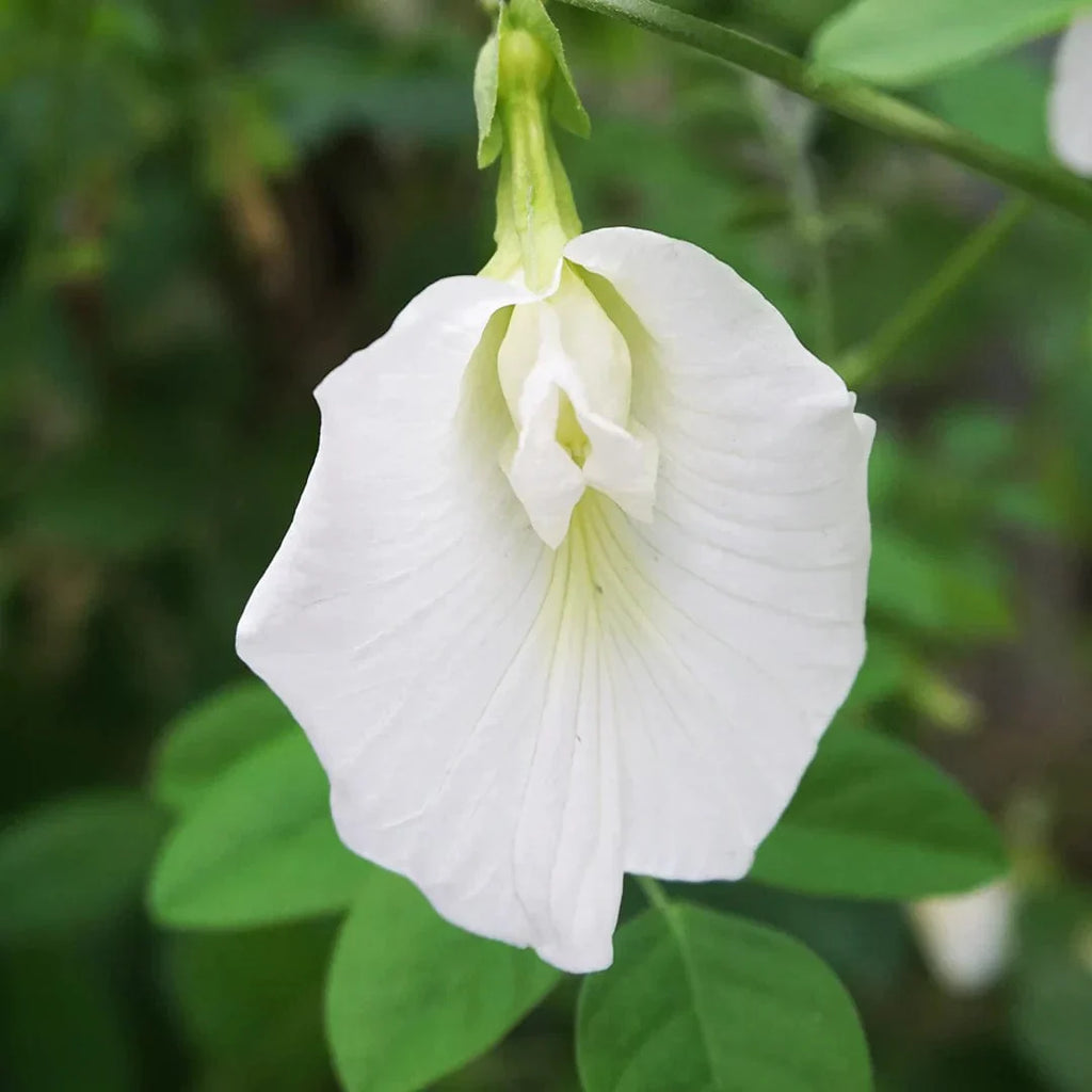 White Butterfly Pea Vine (Clitoria ternatea) Flowering Live Plant
