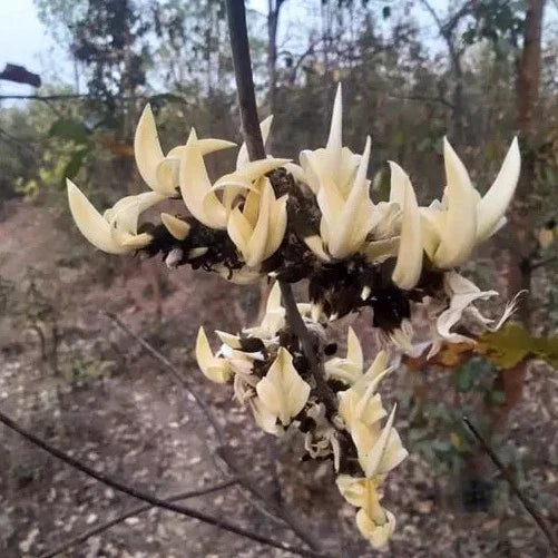 White Palash (Butea Monosperma) Layered Live Plant