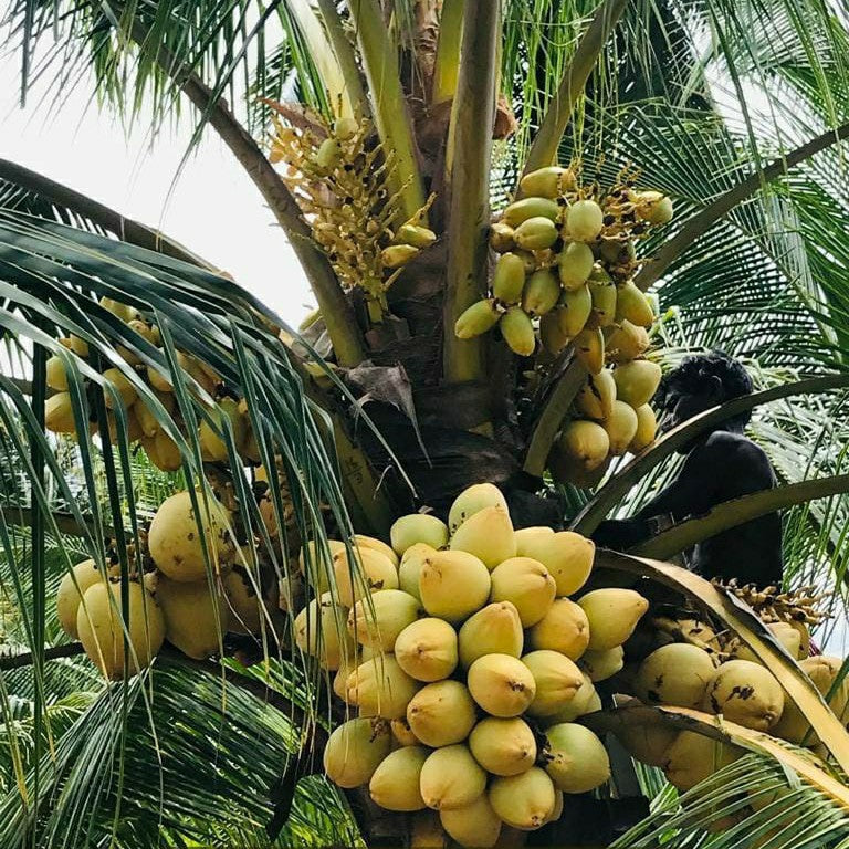 Yellow Malayan Dwarf Coconut Tree Plant