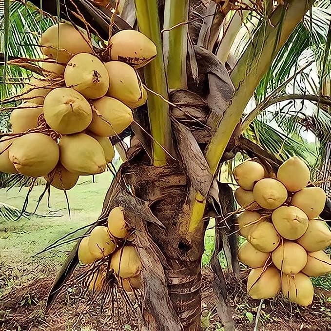 Yellow Malayan Dwarf Coconut Tree Plant